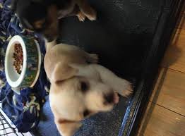 Maybe you would like to learn more about one of these? Corgi Puppies For Sale North Carolina