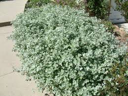 Image result for Helichrysum