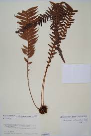 Image result for Blechnum attenuatum