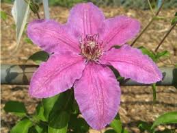 Their garden hybrids have been popular among gardeners, beginning with clematis × jackmanii, a garden standby since 1862; Clematis Clematis Flower Database