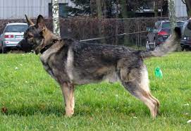 They were developed from the 1930's onwards to cope with harsher cold climates and to overcome the hip and joint problems that their parent dog, the german shepherd, was prone towards. Datei East European Shepherd In Riga 1 Jpg Wikipedia