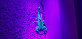 Check spelling or type a new query. A Striped Bark Scorpion Under Blacklight In New Mexico A Chemical In Their Exoskeleton Causes Scorpions To Glow In Blacklight And Madison Chemical Black Light