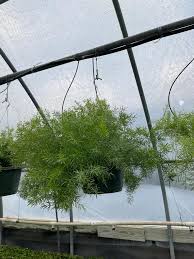 Image result for A. densiflorus Sprengeri