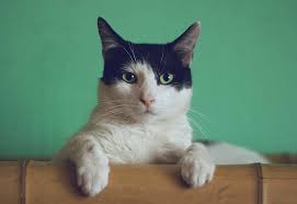 Corticosteroids will reduce the inflammation in the anterior chamber and around the eye. Cat Eye Problems Squinting Cloudy Eye Other Injury Issues