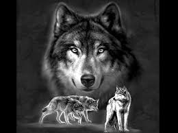 We did not find results for: Wolves Dogs Animals Background Wallpapers On Desktop Nexus Image 285678