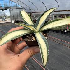 Image result for Agave americana