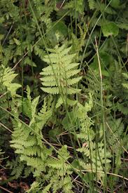 Image result for Thelypteris confluens