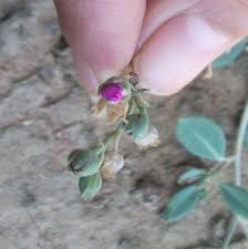 Image result for Corbichonia decumbens