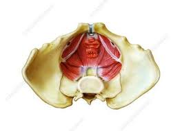 Female Pelvic Floor Muscles Pelvic Floor Pelvic Floor Muscles Pc Muscle