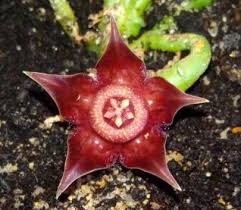 Image result for Duvalia polita