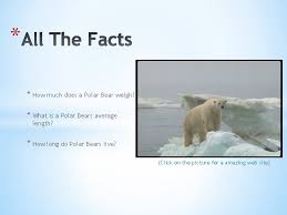 May 24, 2021 · an alaskan brown bear can weigh as much as 1500 pounds. Internet Workshop 1 What Did The Polar Bear