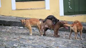 dog in heat in the street