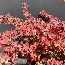 Image result for Berula thunbergii