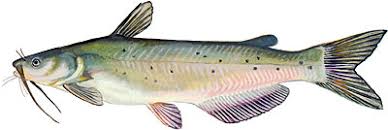 If you can, keep the catfish alive after you catch it. Channel Catfish Bass Fishing Florida