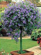 Blue Potato Bush Solanum Rantonnetii Plants Planting Flowers Beautiful Gardens