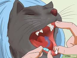 We did not find results for: 6 Ways To Give A Cat A Pill Wikihow Pet