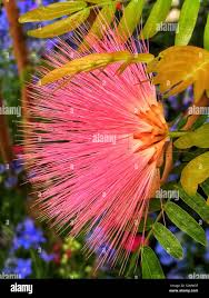 Image result for Barringtonia racemosa