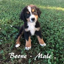 They are loyal, loving companions. Bernese Mountain Dog Puppies For Sale Pets4you Com