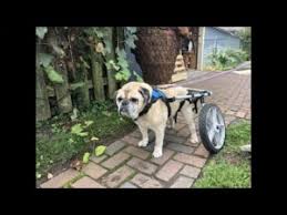 Explore a wide range of the best dog wheelchair on aliexpress to find one that suits you! Category Wheelchairs Oho Search Engine For Sustainable Open Hardware Projects