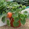 99 pumpkins for sale premium video footage. 1