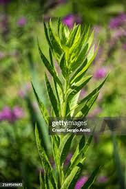 Image result for Vernonia auriculifera