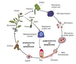 Like ferns, they produce spores instead of seeds. Draw Labelled Diagrams Of The Following A Female And Male Thallus Of A Liverwort B Gametophyte And Sporophyte Of Funaria C Alternation Of Generation In Angiosperm