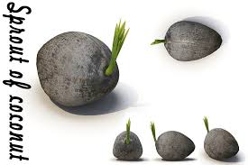 Sprout Of Coconut 2 In 2020 Sprouts Coconut 3d Model