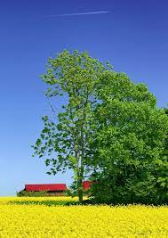 北の大地が黄色に染まる たきかわ菜の花まつり 北海道likers 美しい風景 美しい風景写真 風景