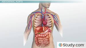 The abdominal muscles stretch over the abdomen from the chest to the hips, covering the center and sides also. Major Blood Vessels Descending Aorta Thoracic And Abdominal Aorta Video Lesson Transcript Study Com