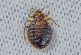 Image result for Cimex Lectularius L