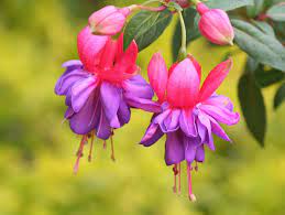Flowers Photo Fuchsia Magellanica Fuchsia Flower Flowers Purple Flowers