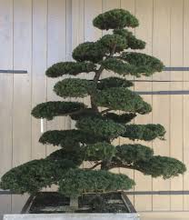 Eibengartenbonsai Gartenbonsai Garten Baumschule