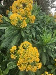 Image result for Solanecio mannii