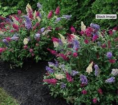 Cottage Farms 2 Piece Tri Color Buzz Butterfly Bush Qvc Com Butterfly Bush Garden Landscaping Growing Plants