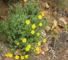 Image result for Heteropyxidaceae