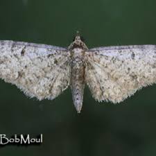 Image result for Eupithecia lanceata