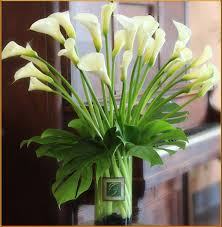 The calla lily is one of the easiest flowers to identify thanks to their unique appearance and shape. Calla Lilies Oberer S Flowers