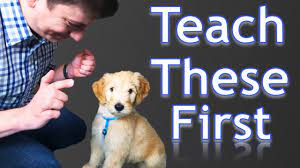 The general rule with regard to the age to start training is six months. 3 Easy Things To Teach Your New Puppy Youtube