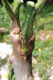 Then, peel off only the bark of branch b. Grafting Fruit Trees A Step By Step Picture Tutorial Lady Lee S Home