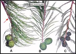 We did not find results for: Taxodium Family