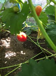 6月14日 丹波黒豆初生葉摘心 オクラ植え付け終了 野菜ブログ