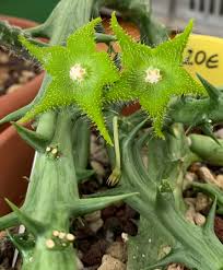 Image result for Orbea dummeri