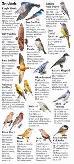 Yellow birds of north america is a category of bird species of different types and sizes having only the colour yellow in their plumage as a common factor. Birds Of Indiana Quick Reference Publishing