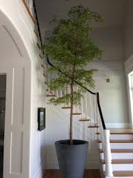 Black Olive Bucida Buceras Tree Is Native Of The Caribbean Here Its Used As An Indoor Tree It Reminds Indoor Olive Tree Indoor Trees Tall Indoor Plants