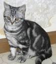 American Shorthair Breeders