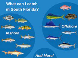 South Florida Fishing All You Need To Know