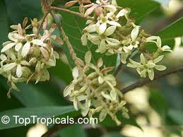 Image result for Combretum sp. A