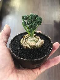 Image result for Albuca sp. no. 1
