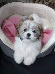 Our Little Rosie Dog Lhasa Apso Lhasa Apso Puppies Teddy Bear Puppies Super Cute Animals