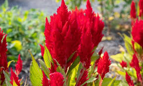 Image result for Celosia stuhlmanniana